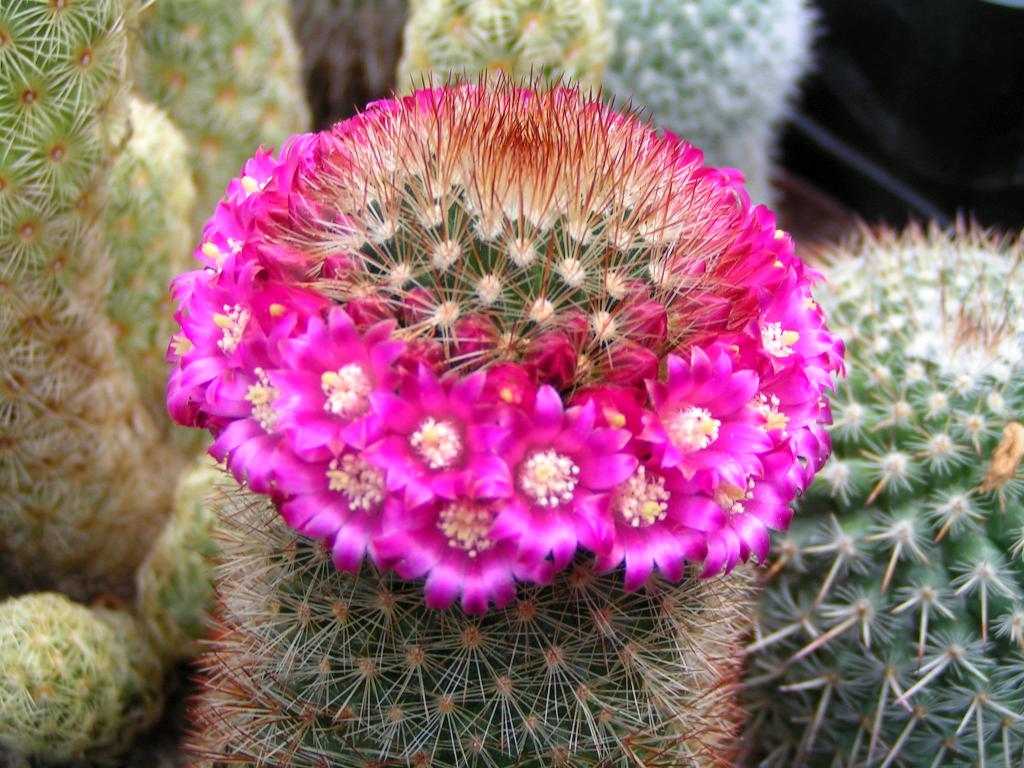 Mammillaria pilcayensis v. chrysodactyla